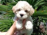 3 Aylık Dişi Ve Erkek Maltipoo Yavrularım