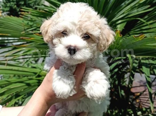 3 Aylık Dişi Ve Erkek Maltipoo Yavrularım görsel