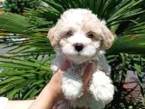 3 Aylık Dişi Ve Erkek Maltipoo Yavrularım