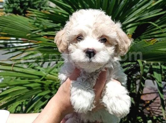 3 Aylık Dişi Ve Erkek Maltipoo Yavrularım görsel