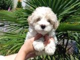3 Aylık Dişi Ve Erkek Maltipoo Yavrularım