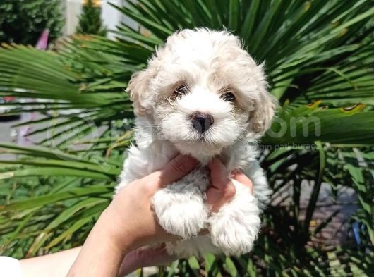 3 Aylık Dişi Ve Erkek Maltipoo Yavrularım görsel