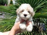 3 Aylık Dişi Ve Erkek Maltipoo Yavrularım