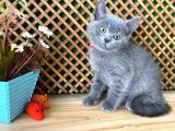 Sıcakkanlı Safkan Blue British Shorthair Yavrumuz Micho