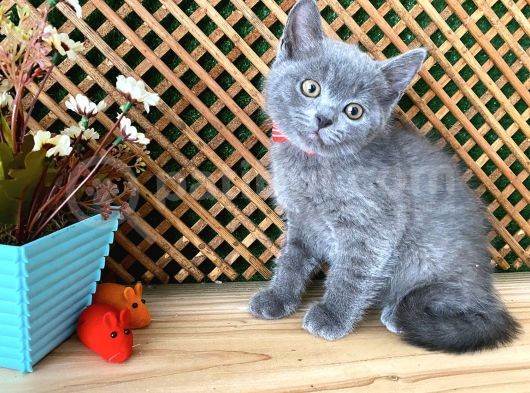 Sıcakkanlı Safkan Blue British Shorthair Yavrumuz Micho görsel