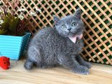 Süper Kalite Safkan Blue British Shorthair Yavrumuz Leila
