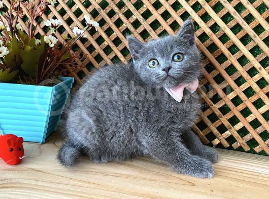 Süper Kalite Safkan Blue British Shorthair Yavrumuz Leila görsel