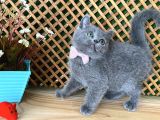 Süper Kalite Safkan Blue British Shorthair Yavrumuz Leila
