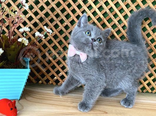 Süper Kalite Safkan Blue British Shorthair Yavrumuz Leila görsel
