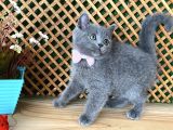 Süper Kalite Safkan Blue British Shorthair Yavrumuz Leila
