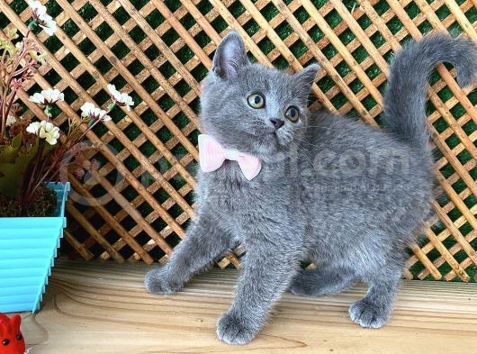 Süper Kalite Safkan Blue British Shorthair Yavrumuz Leila görsel