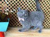 Süper Kalite Safkan Blue British Shorthair Yavrumuz Leila