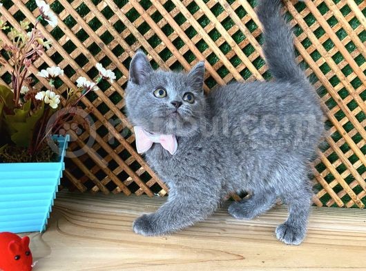 Süper Kalite Safkan Blue British Shorthair Yavrumuz Leila görsel