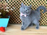 Süper Kalite Safkan Blue British Shorthair Yavrumuz Leila