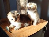 Dişi Scottish Fold Beyaz Ve Golden Ny25 Scrli