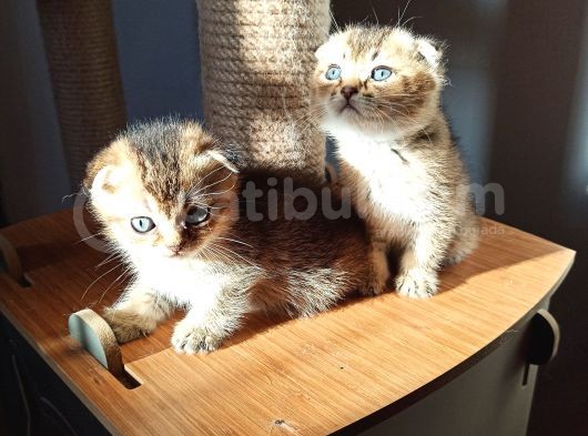 Dişi Scottish Fold Beyaz Ve Golden Ny25 Scrli görsel