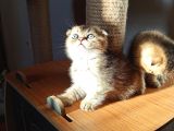Dişi Scottish Fold Beyaz Ve Golden Ny25 Scrli