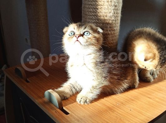 Dişi Scottish Fold Beyaz Ve Golden Ny25 Scrli görsel