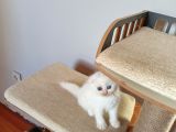 Dişi Scottish Fold Beyaz Ve Golden Ny25 Scrli