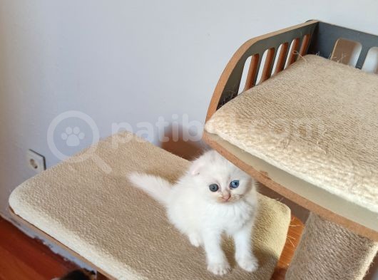 Dişi Scottish Fold Beyaz Ve Golden Ny25 Scrli görsel