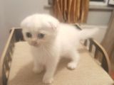 Dişi Scottish Fold Beyaz Ve Golden Ny25 Scrli