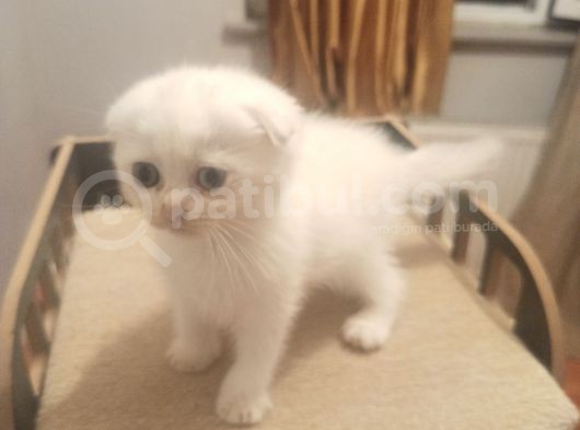 Dişi Scottish Fold Beyaz Ve Golden Ny25 Scrli