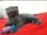 Acil Scotish Fold Erkek Yavru Kedi