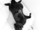 2 Yaşında Sakin Scottish Fold