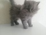 2 Aylık Erkek Ve Dişi British Shorthair Yavrular