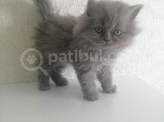 2 Aylık Erkek Ve Dişi British Shorthair Yavrular görsel