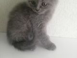 2 Aylık Erkek Ve Dişi British Shorthair Yavrular