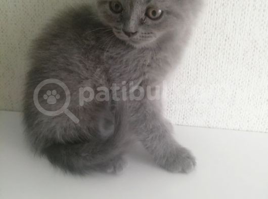 2 Aylık Erkek Ve Dişi British Shorthair Yavrular görsel