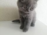 2 Aylık Erkek ve Dişi British Shorthair Yavrular