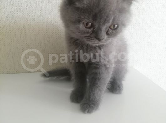 2 Aylık Erkek Ve Dişi British Shorthair Yavrular