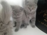 2 Aylık Erkek Ve Dişi British Shorthair Yavrular