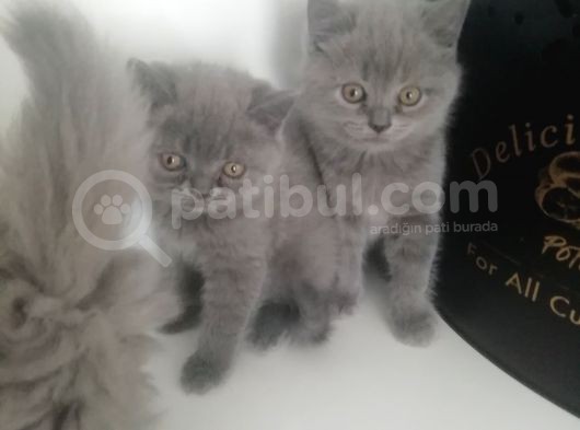 2 Aylık Erkek Ve Dişi British Shorthair Yavrular görsel