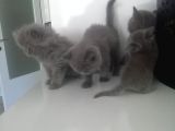2 Aylık Erkek Ve Dişi British Shorthair Yavrular