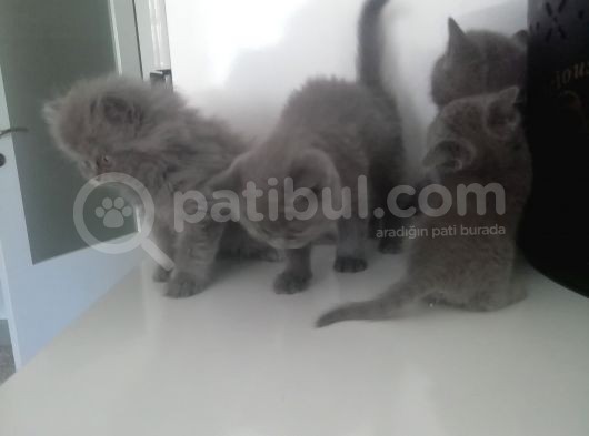 2 Aylık Erkek Ve Dişi British Shorthair Yavrular görsel
