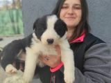 Border Collie Yavrular