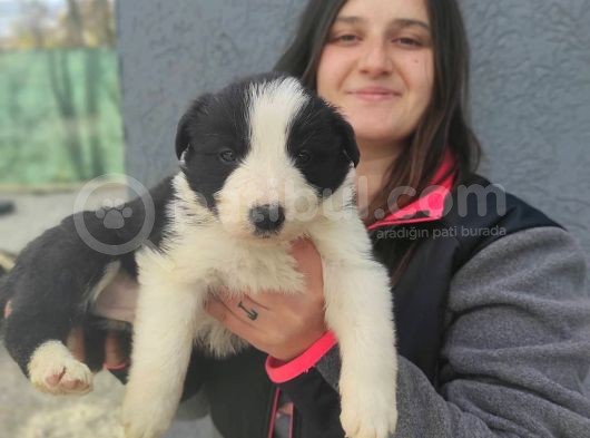 Border Collie Yavrular