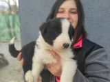 Border Collie Yavrular