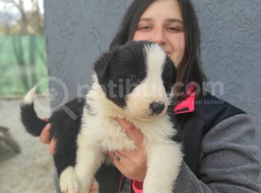 Border Collie Yavrular görsel