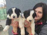 Border Collie Yavrular
