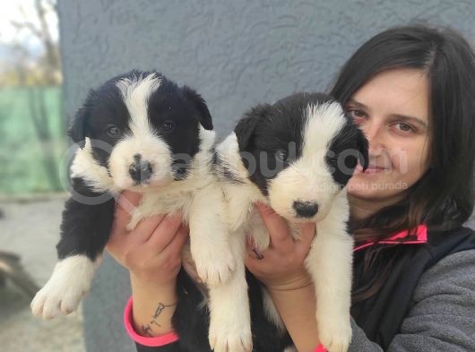 Border Collie Yavrular görsel