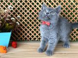 Çok Oyuncu Blue British Shorthair Rein