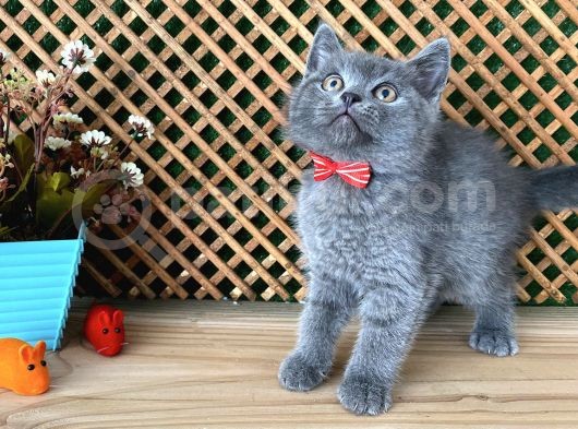 Çok Oyuncu Blue British Shorthair Rein görsel