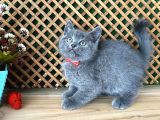 Çok Oyuncu Blue British Shorthair Rein