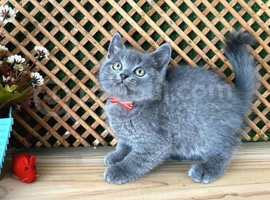 Çok Oyuncu Blue British Shorthair Rein görsel