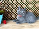 Çok Oyuncu Blue British Shorthair Rein