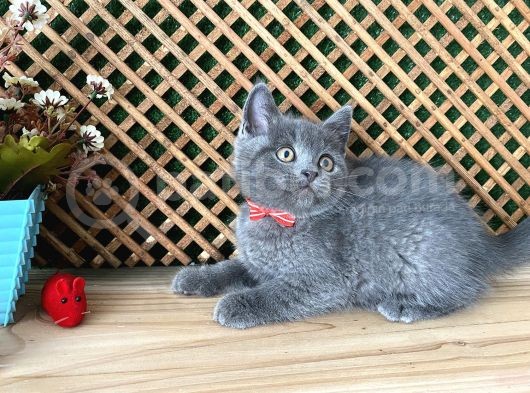 Çok Oyuncu Blue British Shorthair Rein görsel